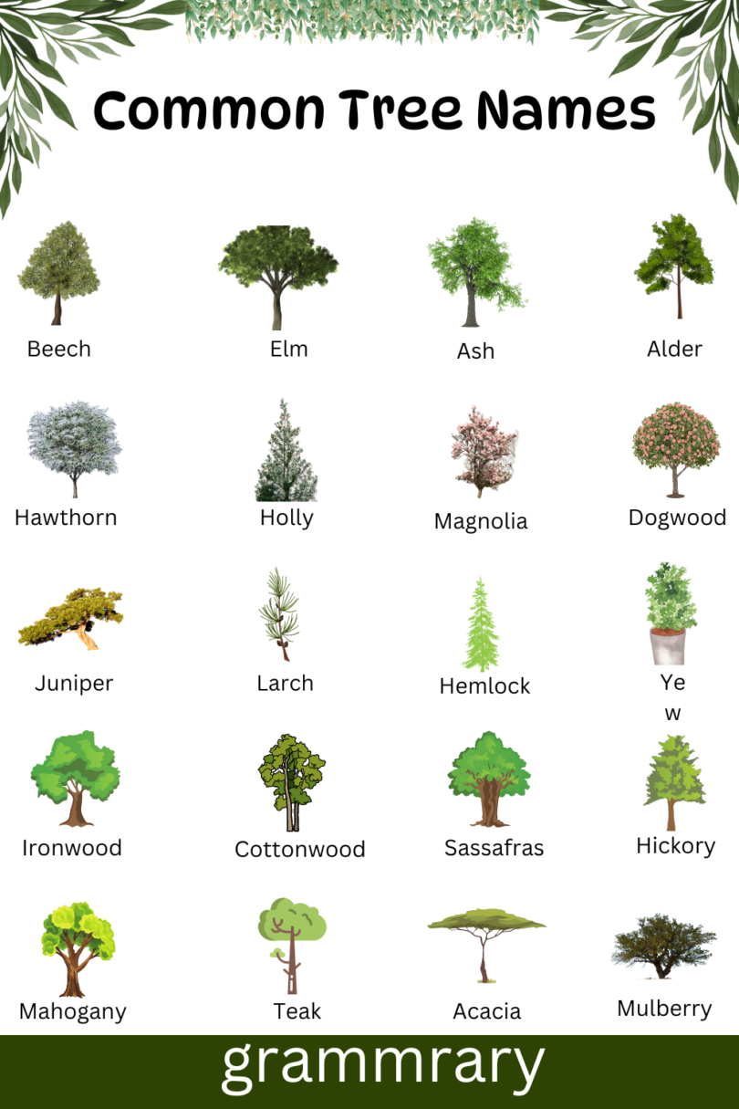 100 Trees Names in English with their Pictures - grammrary.com