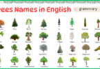 100 Trees Names in English with their Pictures