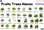 Fruits Trees Names in English and their Pictures