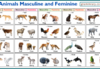 Masculine and Feminine Gender of Animals with Their Pictures