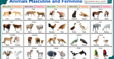 Masculine and Feminine Gender of Animals with Their Pictures