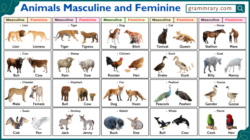 Masculine and Feminine Gender of Animals with Their Pictures