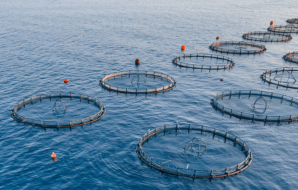How Alternative Proteins Are Changing Feed Manufacturing Equipment